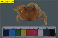 藏品(澤蟹屬)的圖片